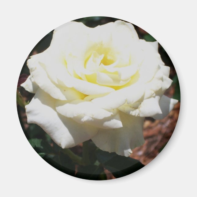 Blassgelbe Rose Magnet (Vorne)