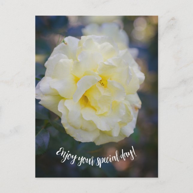 Blassgelbe Rose Postkarte (Vorderseite)