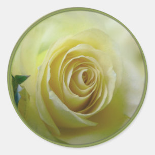 Blassgelbe Rose Runder Aufkleber