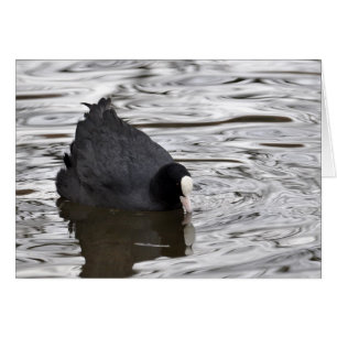 Blässhuhn auf silbernem Wasser