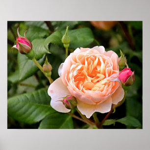 Blassorange Rose und Buds Poster