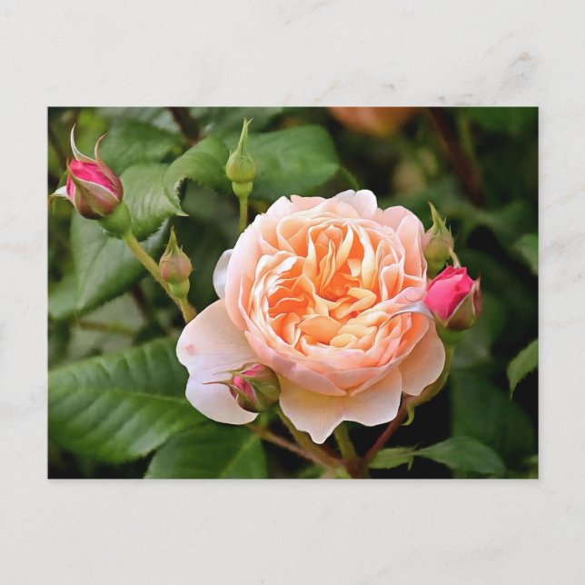 Blassorange Rose und Buds Postkarte (Vorderseite)