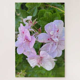 Blassrosa Efeu-Geranie, Oakland Puzzle
