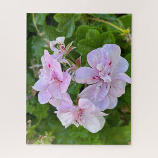 Blassrosa Efeu-Geranie, Oakland Puzzle