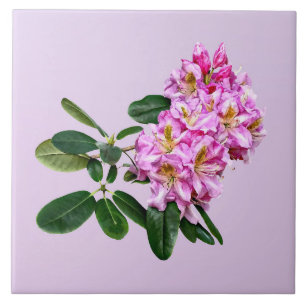 Blassrosa Rhododendron Fliese