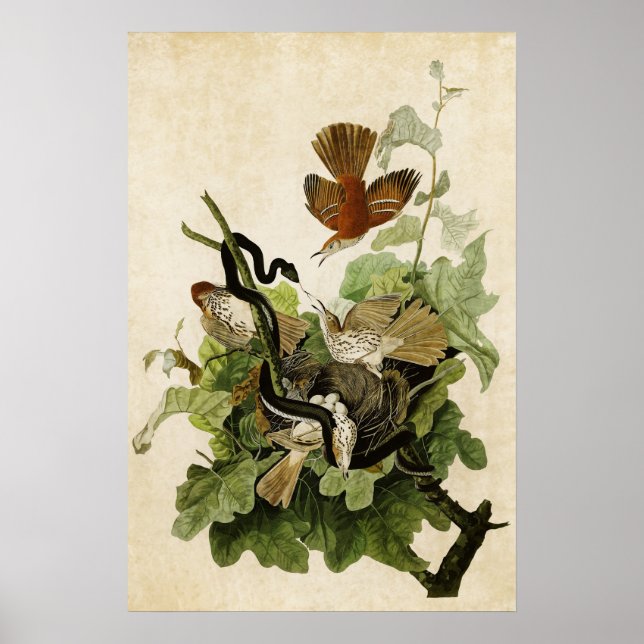 Blatt 116 | Ferruginous Thrush | Vögel in Amerika Poster (Vorne)