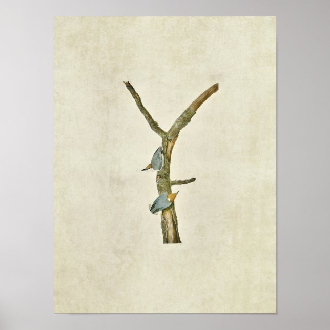 Blatt 125 | Braunblättriger Nuthatch Poster (Vorne)