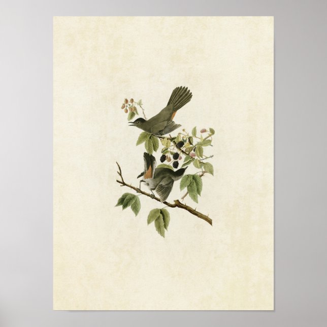 Blatt 128 | Katvogel | Vögel in Amerika Poster (Vorne)