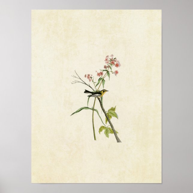 Blatt 135 | Blackburnian Warbler Poster (Vorne)