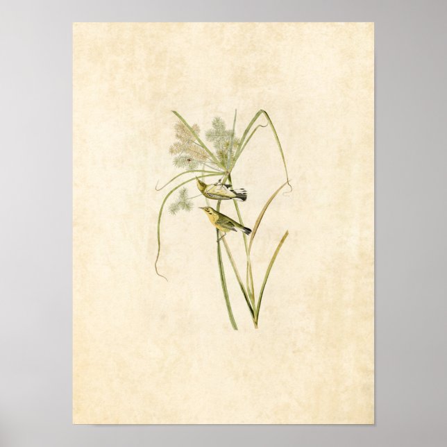 Blatt 14 | Prairie Warbler | Vögel in Amerika Poster (Vorne)