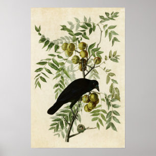 Blatt 156 American Crow Vögel in Amerika Poster