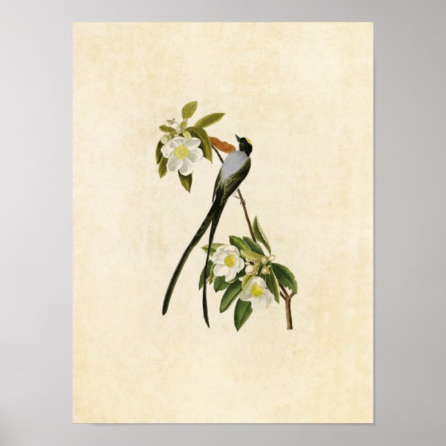 Blatt 168 | Gabelschwanzflieger Poster (Vorne)