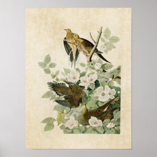 Blatt 17 | Carolina Turtle Dove | Vögel in Amerika Poster