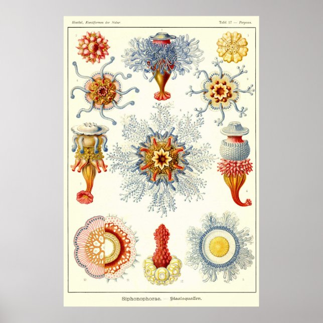 Blatt 17 Siphonophorae Poster (Vorne)