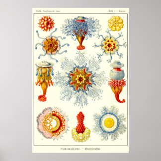 Blatt 17. Siphonophores. Poster