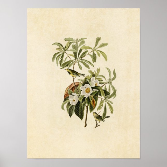 Blatt 185 | Bachman's Warbler | Vögel in Amerika Poster (Vorne)
