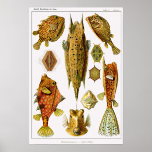 Blatt 42. Ostraciontes. Poster