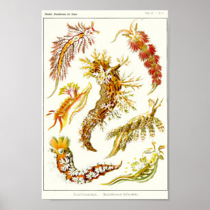 Blatt 43. Nudibranchie. Poster
