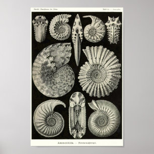 Blatt 44. Ammonitida Poster