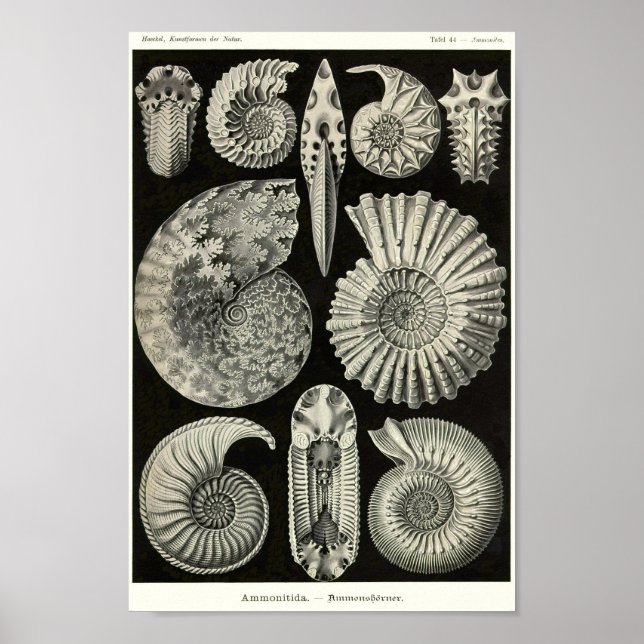 Blatt 44. Ammonitida Poster (Vorne)
