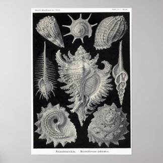 Blatt 53. Prosobranchie. Poster