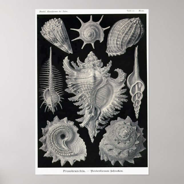 Blatt 53. Prosobranchie. Poster (Vorne)