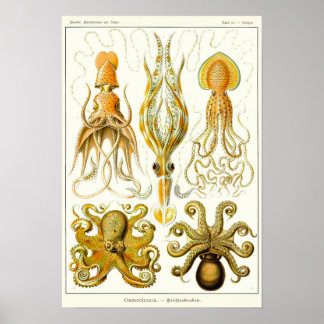 Blatt 54. Gamochonia. Poster