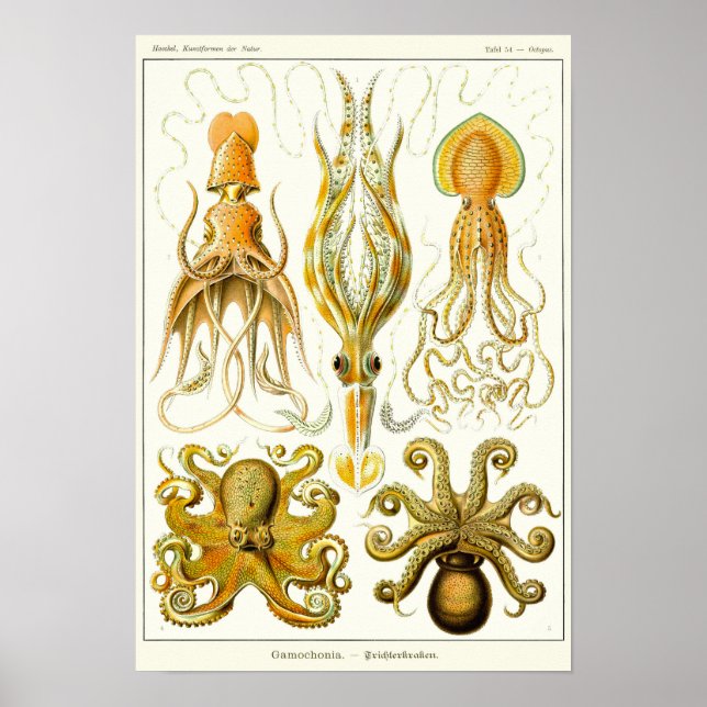 Blatt 54. Gamochonia. Poster (Vorne)