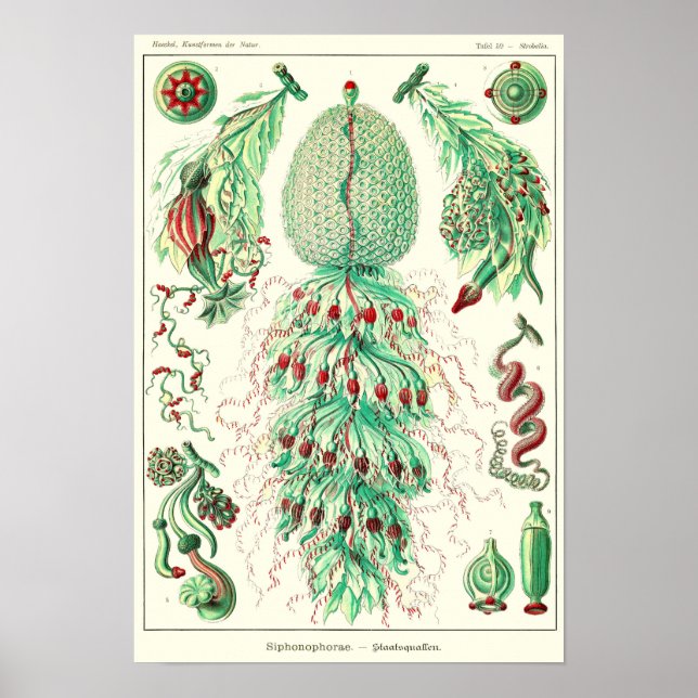 Blatt 59. Strobalia cupola. Poster (Vorne)