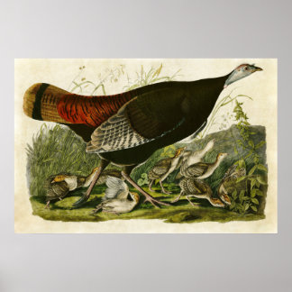 Blatt 6 | Wilde Türkei | Vögel in Amerika Poster
