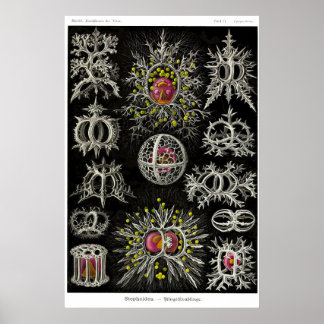 Blatt 71. Stephoidea Poster