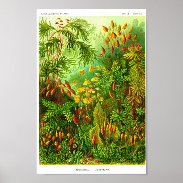 Blatt 72. Muscinae. Poster (Vorne)