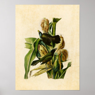 Blatt 7 | Lila Grakle oder Crow Blackbird Poster