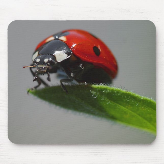 Blatt Damen-But On Edge Of Mousepad (Vorne)