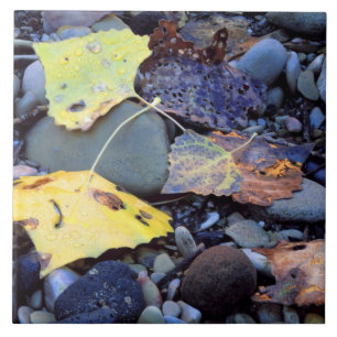 Blatt der Fremont-Pappel auf der Überschwemmungseb Fliese