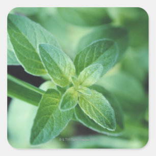 Blatt der frischen Minze Quadratischer Aufkleber