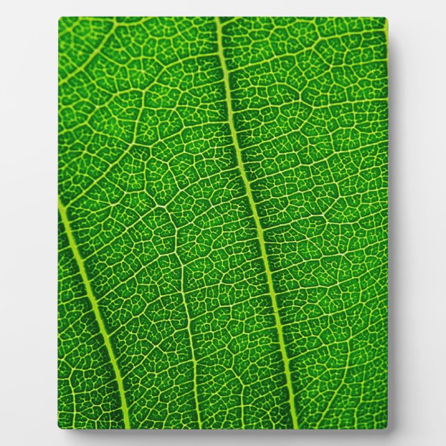 Blatt Fotoplatte (Vorderseite)