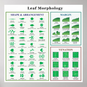Blatt-Morphologie-Diagramm Poster