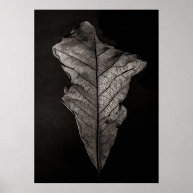 Blatt Nr. 5 Poster (Vorne)