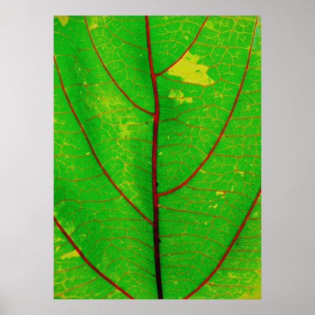 Blatt Poster (Vorne)