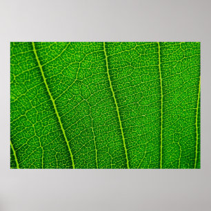 Blatt Poster