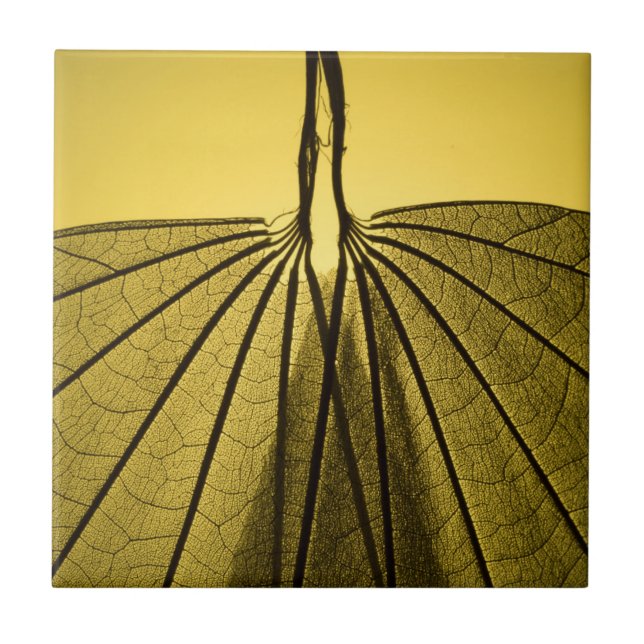 Blatt-Skelett Fliese (Vorderseite)