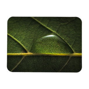 Blatt-Tröpfchen Magnet
