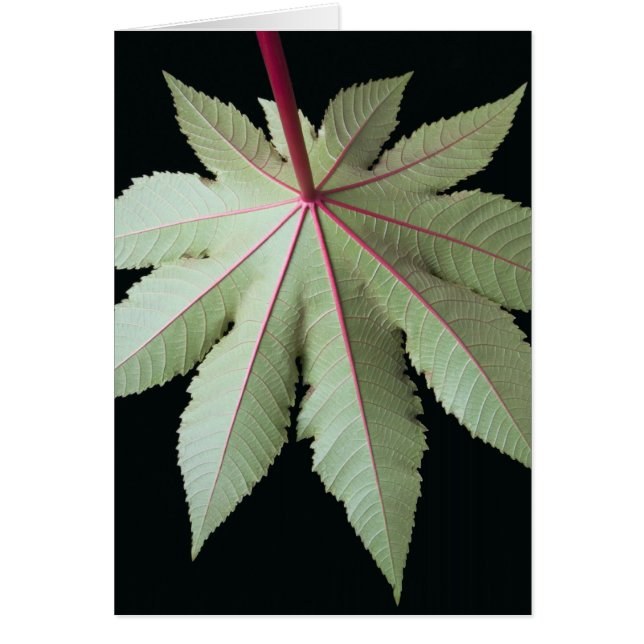 Blatt und Stamm (Vorne)