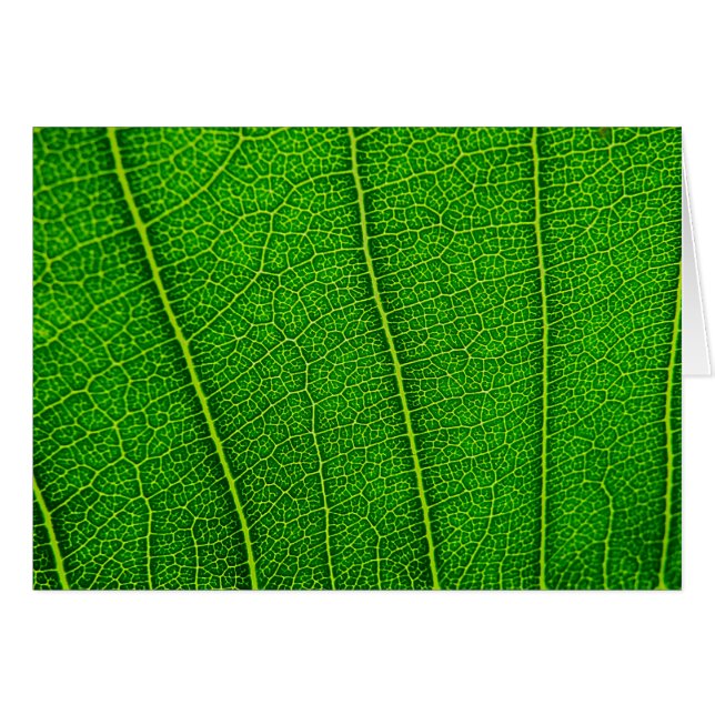 Blätter (Vorderseite (Horizontal))