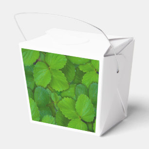 Blätter der Heiligen Basil Tulsi Grüne Münze Geschenkschachtel