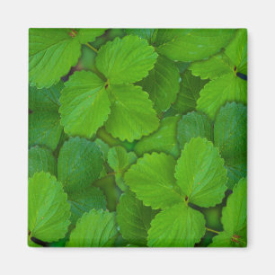 Blätter der Heiligen Basil Tulsi Grüne Münze Magnet