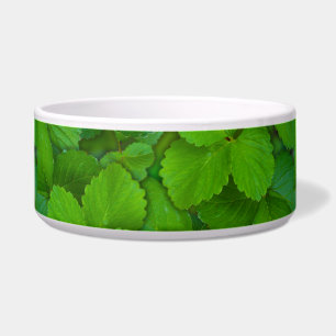 Blätter der Heiligen Basil Tulsi Grüne Münze Napf
