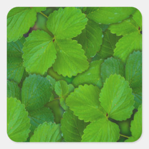 Blätter der Heiligen Basil Tulsi Grüne Münze Quadratischer Aufkleber