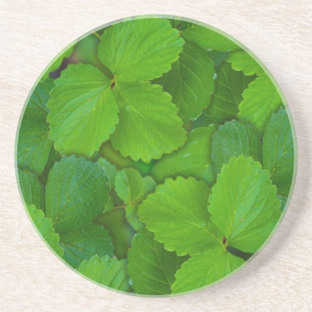 Blätter der Heiligen Basil Tulsi Grüne Münze Sandstein Untersetzer (Vorne)